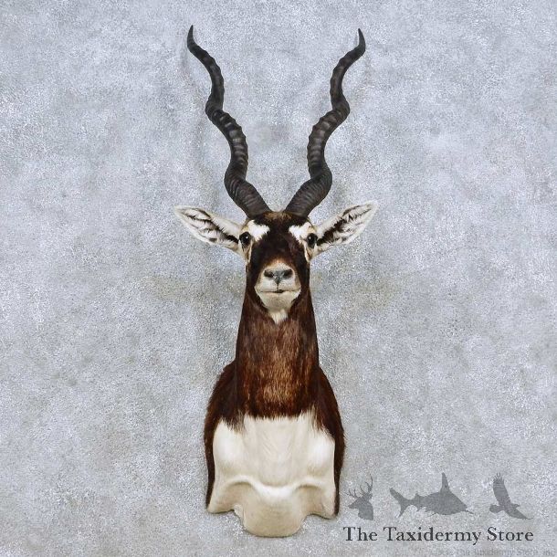 India Blackbuck Taxidermy Shoulder Mount For Sale #14243 @ The Taxidermy Store