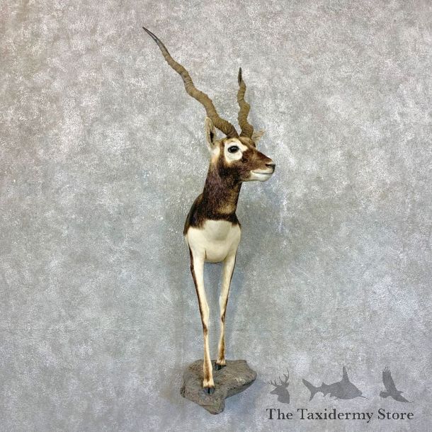 India Blackbuck 1/2 Life-Size Mount For Sale #23688 @ The Taxidermy Store