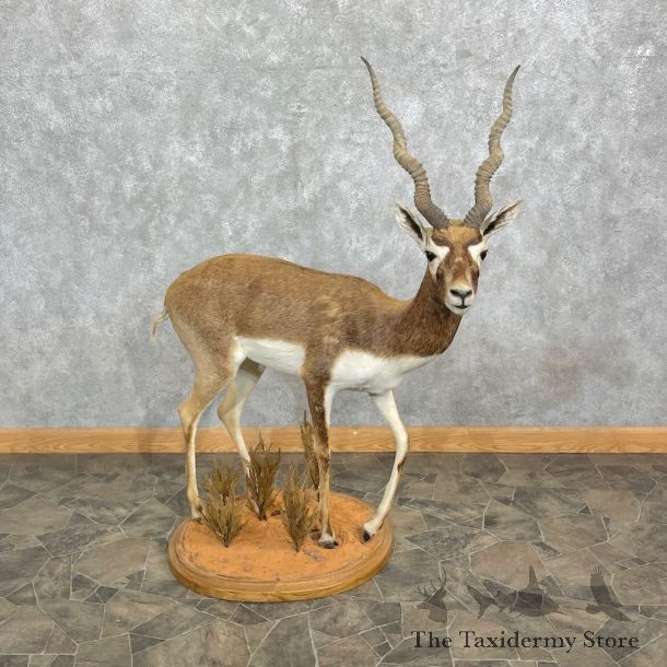 India Blackbuck Life Size Mount For Sale #27351 @ The Taxidermy Store