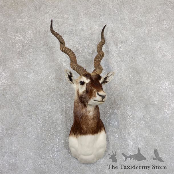 India Blackbuck Shoulder Mount For Sale #19634 @ The Taxidermy Store