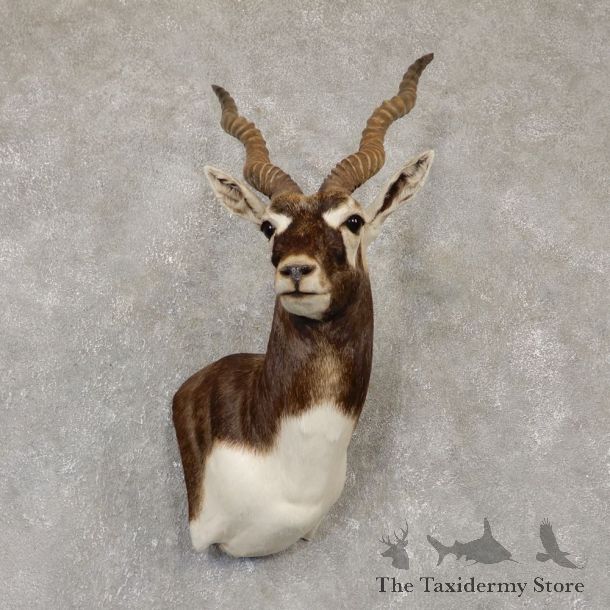 India Blackbuck Shoulder Mount For Sale #20106 @ The Taxidermy Store