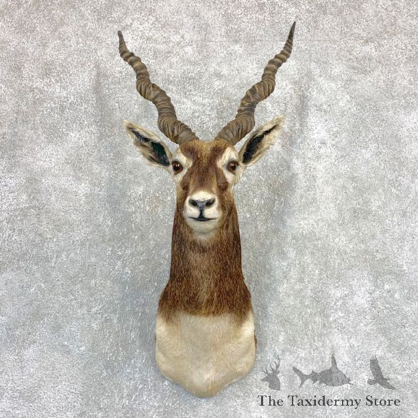 India Blackbuck Shoulder Mount For Sale #22090 @ The Taxidermy Store
