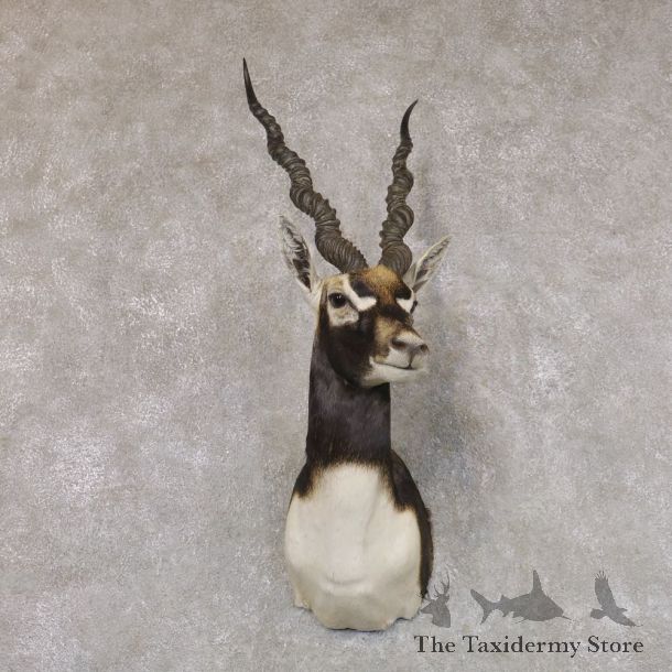 India Blackbuck Shoulder Mount For Sale #22508 @ The Taxidermy Store
