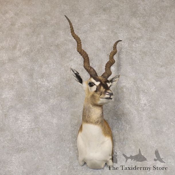 India Blackbuck Shoulder Mount For Sale #22509 @ The Taxidermy Store
