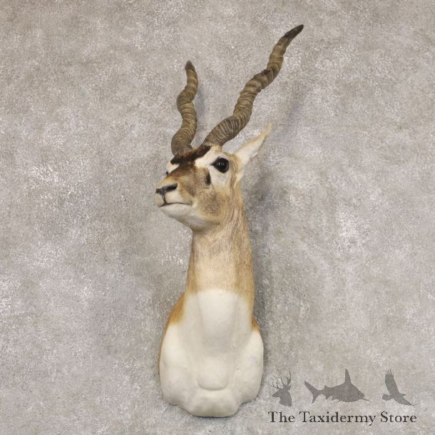 India Blackbuck Shoulder Mount For Sale #22511 @ The Taxidermy Store