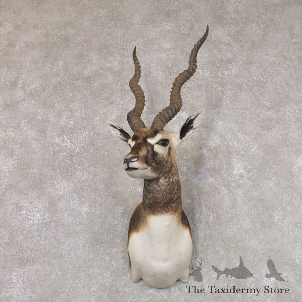India Blackbuck Shoulder Mount For Sale #22512 @ The Taxidermy Store