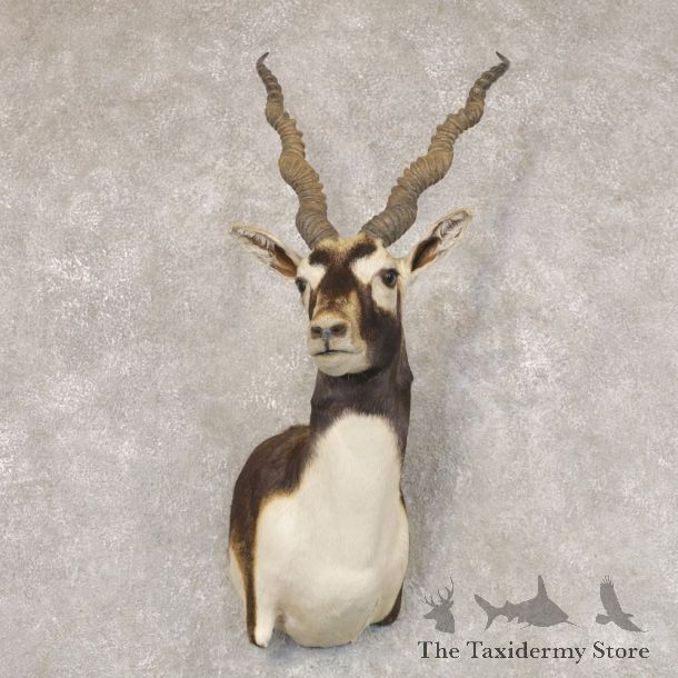 India Blackbuck Shoulder Mount For Sale #22513 @ The Taxidermy Store