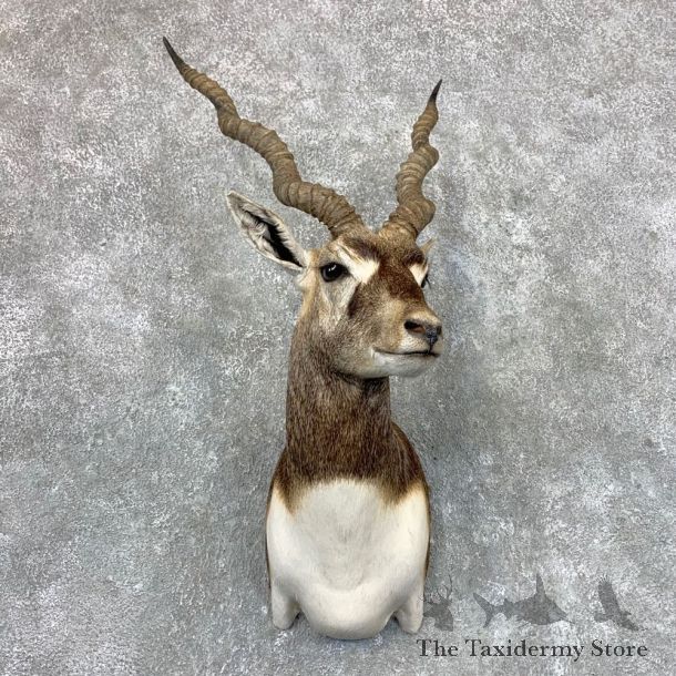 India Blackbuck Shoulder Mount For Sale #23524 @ The Taxidermy Store
