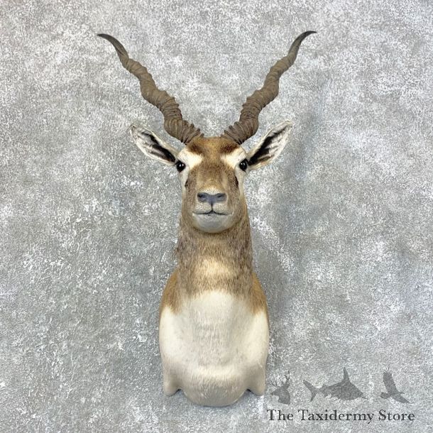 India Blackbuck Shoulder Mount For Sale #23994 @ The Taxidermy Store