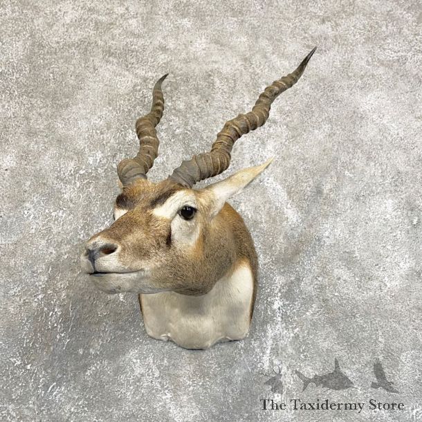 India Blackbuck Shoulder Mount For Sale #24241 @ The Taxidermy Store