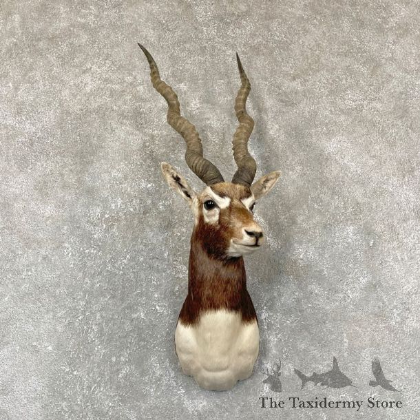 India Blackbuck Shoulder Mount For Sale #24372 @ The Taxidermy Store