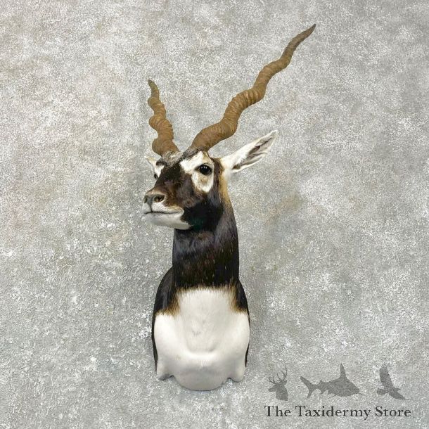India Blackbuck Shoulder Mount For Sale #24993 @ The Taxidermy Store
