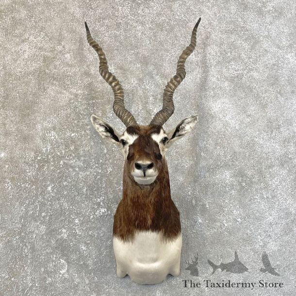 India Blackbuck Shoulder Mount For Sale #25155 @ The Taxidermy Store
