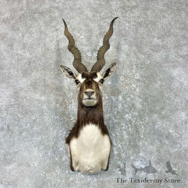 India Blackbuck Shoulder Mount For Sale #26944 @ The Taxidermy Store