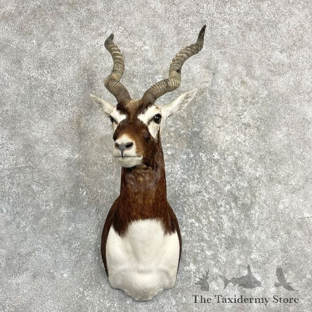 India Blackbuck Shoulder Mount For Sale #27281 @ The Taxidermy Store