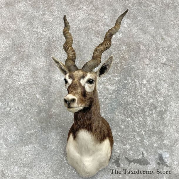 India Blackbuck Shoulder Mount For Sale #27424 @ The Taxidermy Store