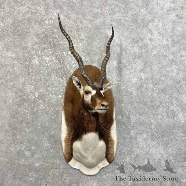 India Blackbuck Shoulder Mount For Sale #27468 @ The Taxidermy Store