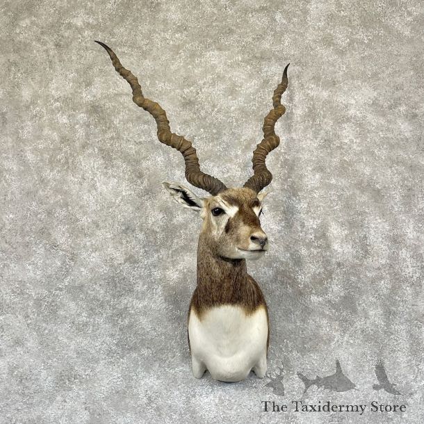 India Blackbuck Shoulder Mount For Sale #28290 @ The Taxidermy Store