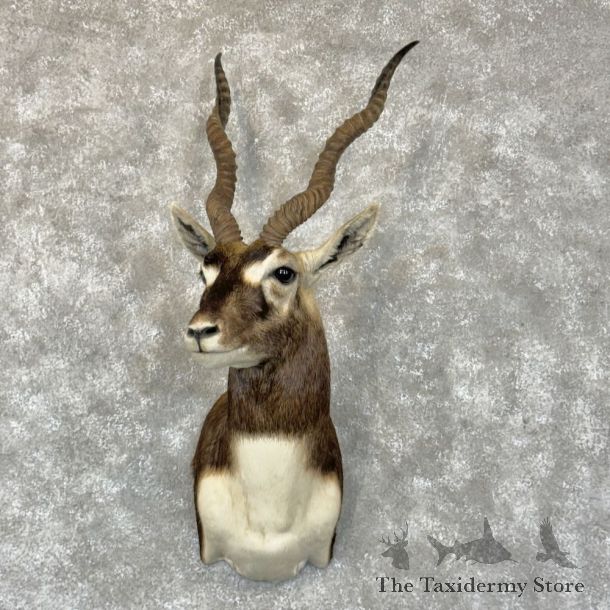 India Blackbuck Shoulder Mount For Sale #27423 @ The Taxidermy Store