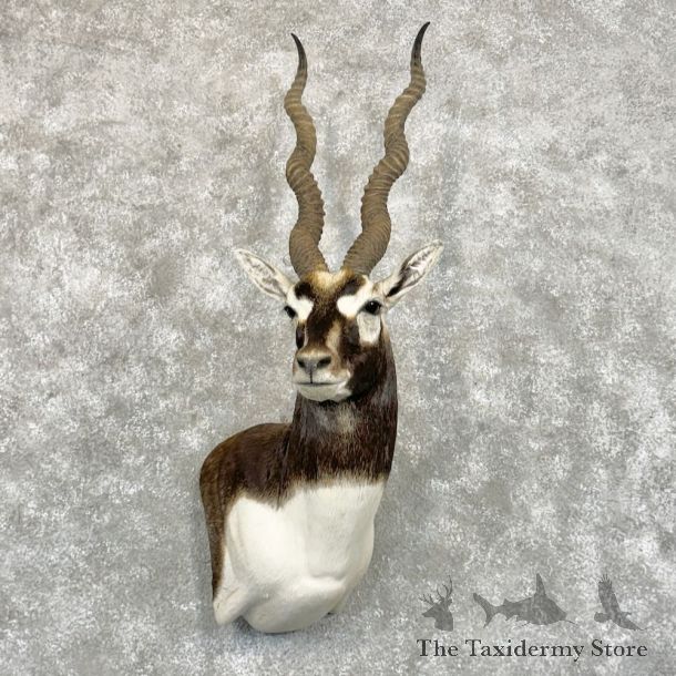 India Blackbuck Shoulder Mount For Sale #26828 @ The Taxidermy Store