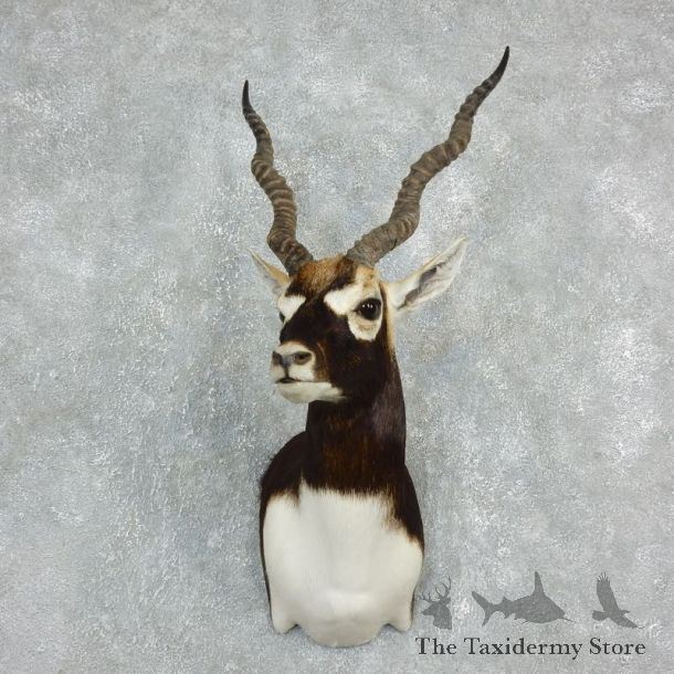 India Blackbuck Shoulder Taxidermy Mount  #17916 For Sale @ The Taxidermy Store