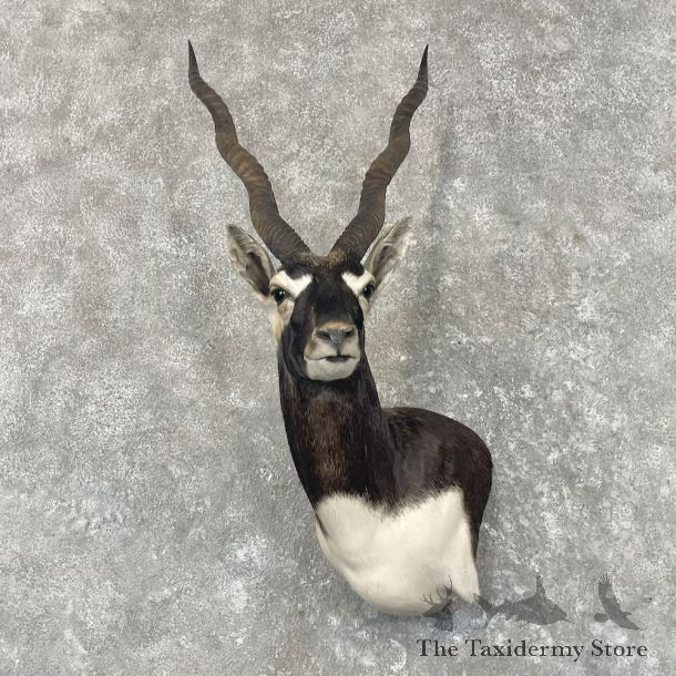 India Blackbuck Wall Pedestal Mount For Sale #27666 @ The Taxidermy Store