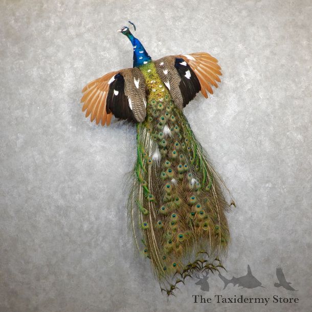 Indian Peacock Bird Mount For Sale #19565 @ The Taxidermy Store