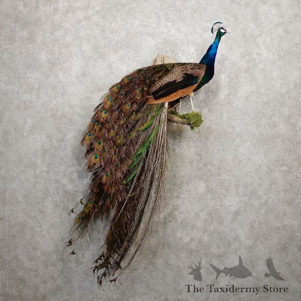 Indian Peacock Bird Mount For Sale #19932 @ The Taxidermy Store