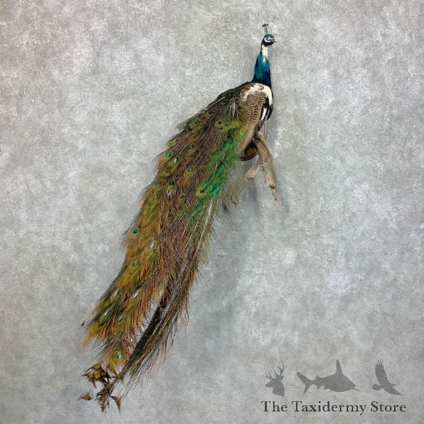 Indian Pied Peacock Bird Mount For Sale #23479 @ The Taxidermy Store