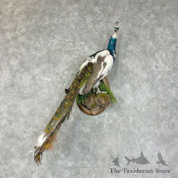 Indian Pied Peacock Bird Mount For Sale #25700 @ The Taxidermy Store