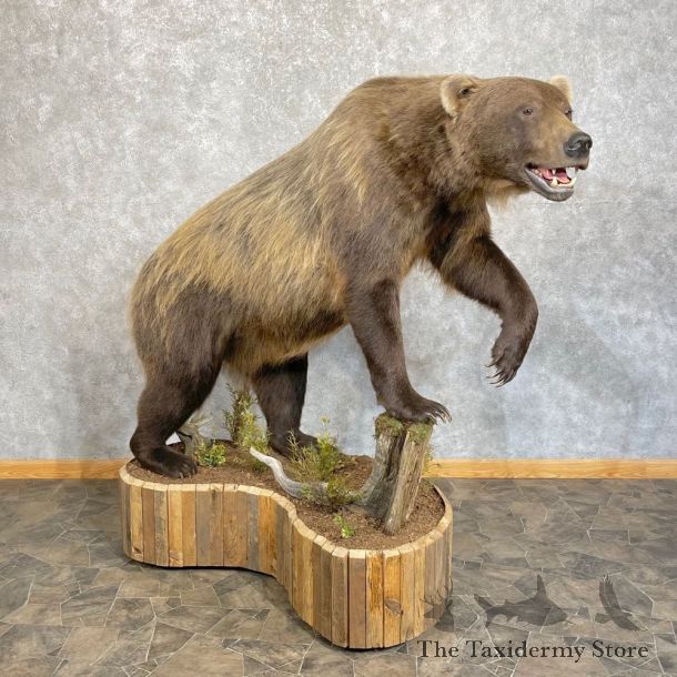 Inland Grizzly Bear Life-Size Mount For Sale #24752 @ The Taxidermy Store