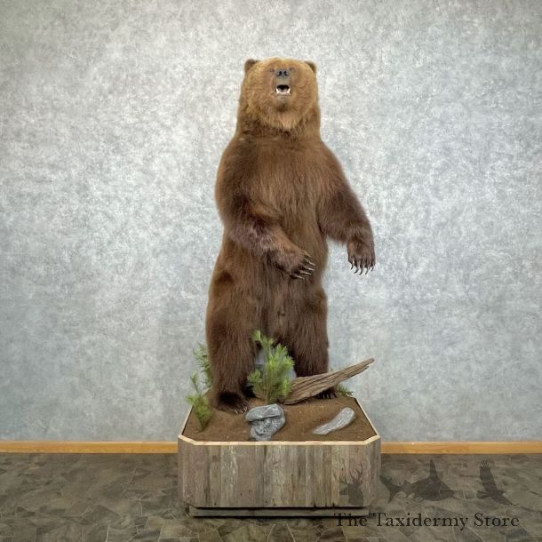 Inland Grizzly Bear Life Size Mount For Sale #28445 @ The Taxidermy Store