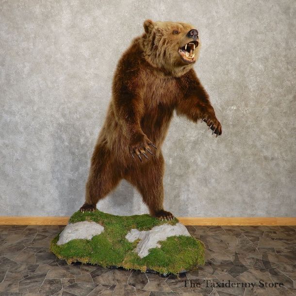Inland Grizzly Bear Mount For Sale #20080 @ The Taxidermy Store