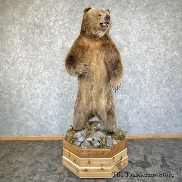 Inland Grizzly Bear Mount For Sale #25862 @ The Taxidermy Store