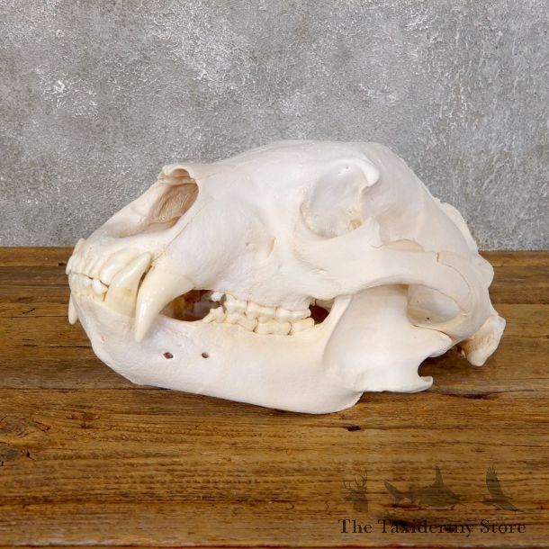 Inland Grizzly Bear Skull Mount For Sale #18755 @ The Taxidermy Store
