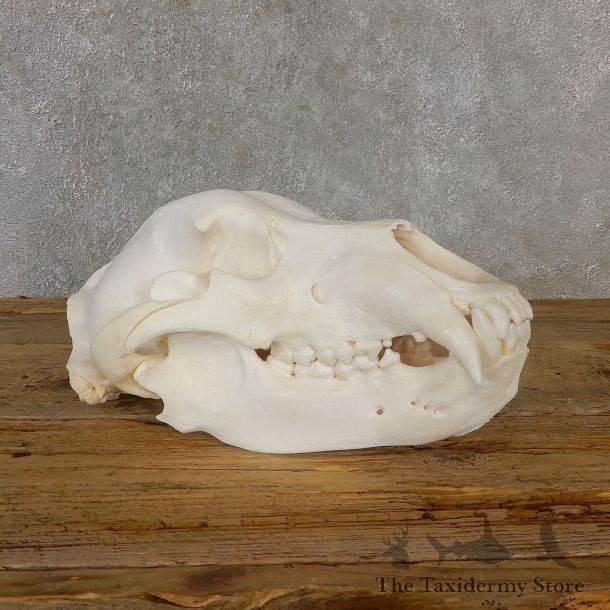 Inland Grizzly Bear Skull Mount For Sale #19269 @ The Taxidermy Store