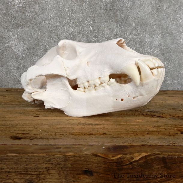Inland Grizzly Bear Skull Mount For Sale #19482 @ The Taxidermy Store