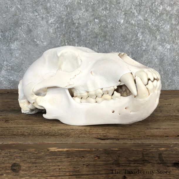 Inland Grizzly Bear Skull Mount For Sale #19845 @ The Taxidermy Store