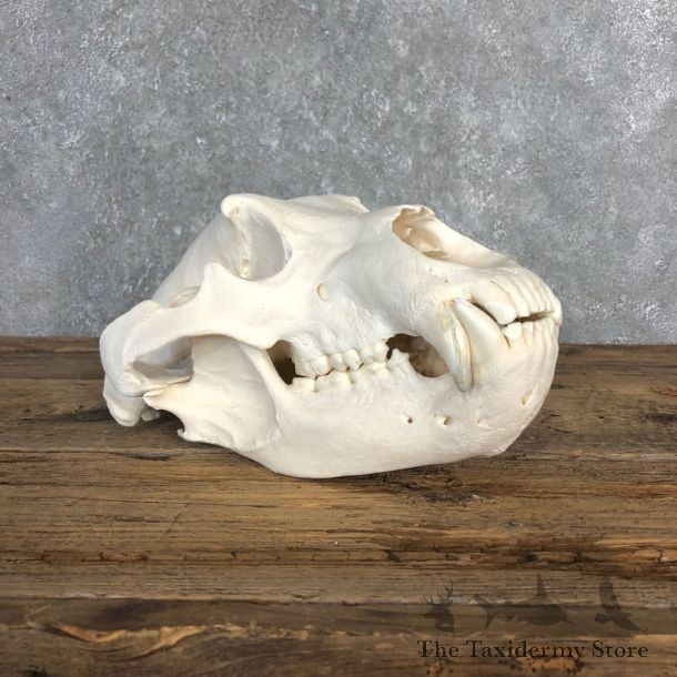 Inland Grizzly Bear Skull Mount For Sale #20369 @ The Taxidermy Store