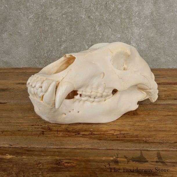 Inland Grizzly Bear Skull Mount For Sale #20505 @ The Taxidermy Store