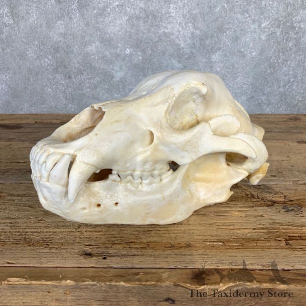 Inland Grizzly Bear Skull Mount For Sale #22059@ The Taxidermy Store