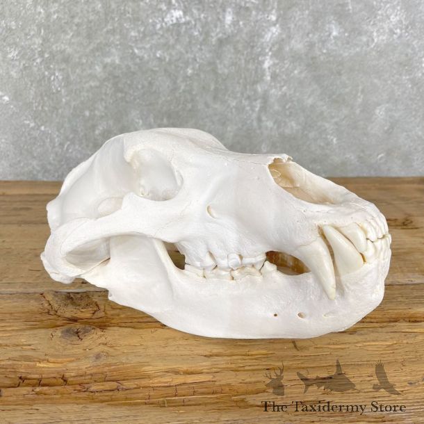 Inland Grizzly Bear Skull Mount For Sale #24845 @ The Taxidermy Store