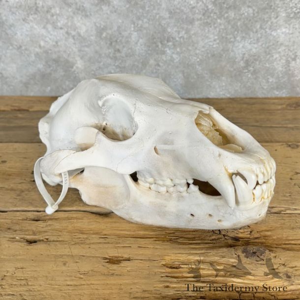 Inland Grizzly Bear Skull Mount For Sale #19268@ The Taxidermy Store