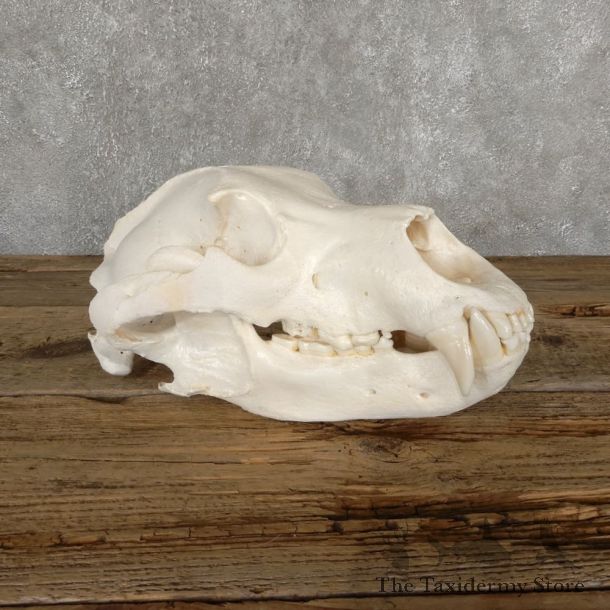 Inland Grizzly Bear Skull Mount For Sale #18897@ The Taxidermy Store