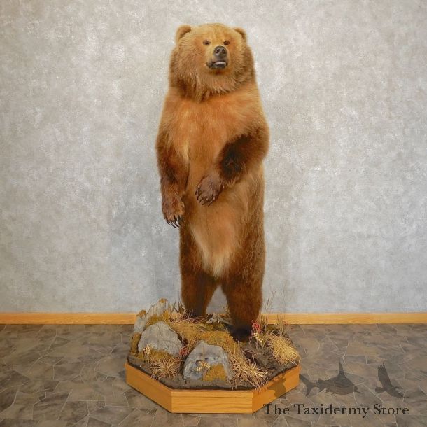 Interior Alaskan Grizzly Bear Mount For Sale #21385 @ The Taxidermy Store