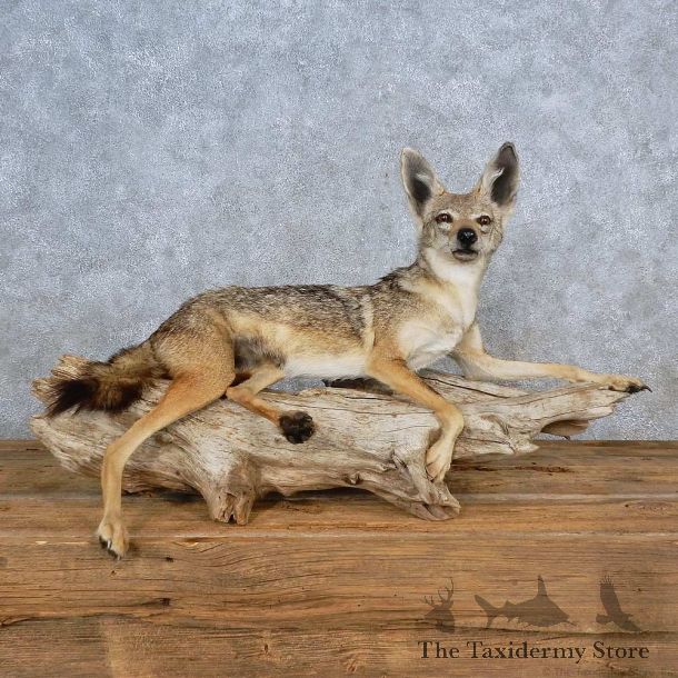 Golden Jackal Life-Size Mount For Sale #15574 @ The Taxidermy Store
