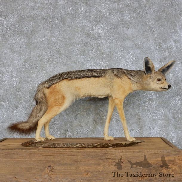 Jackal Life-Size Taxidermy Mount #13115 For Sale @ The Taxidermy Store