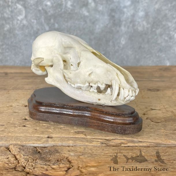 Jackal Full Skull Taxidermy Mount For Sale #27003 @ The Taxidermy Store