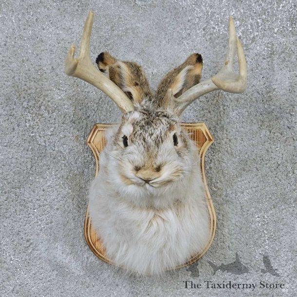 Jackalope Shoulder Mount For Sale #13670 @ The Taxidermy Store