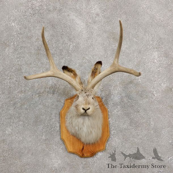 Jackalope Shoulder Mount For Sale #19238 @ The Taxidermy Store